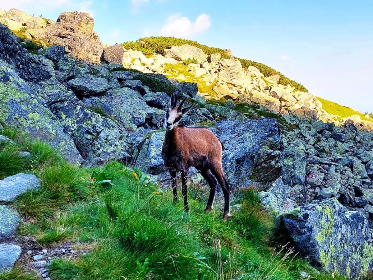Krokus Park Residence Kościelisko Eksteriør billede