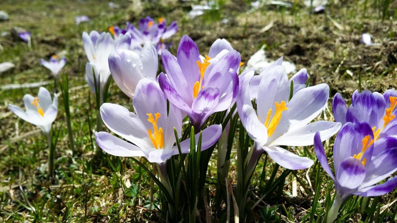 Krokus Park Residence Kościelisko Eksteriør billede